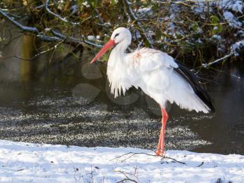 Adult stork standing in the snow, winter