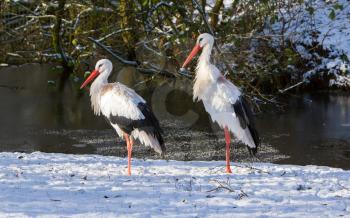 Adult stork standings in the snow, winter