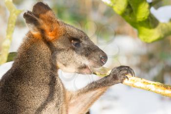 Close-up of a swamp wallaby in the snow, eating