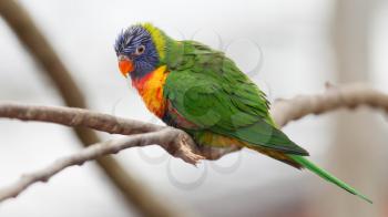 Australian rainbow lorikeet sitting on a tree