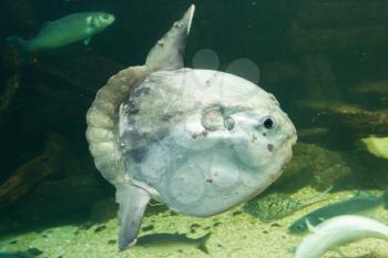 Ocean sunfish (Mola mola) in captivity, Ameland, Holland