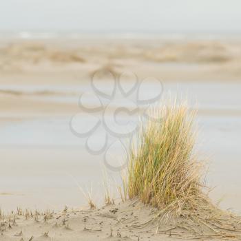 Dune-grass on the beach, Northsea Holland, Ameland