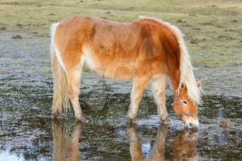 Horse standing in a pool after days of raining, Holland