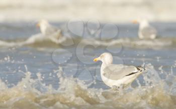 Herring gull on a beach in Holland