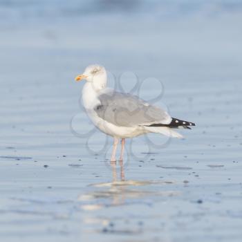 Herring gull on a beach in Holland