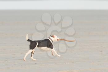 Dog playing with a stick on the beach, Holland