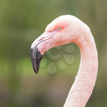 Closeup shot of pink flamingo on green background