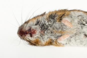 Dead mouse isolated on a white background