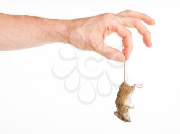 Hand holding a dead mouse, isolated on a white background