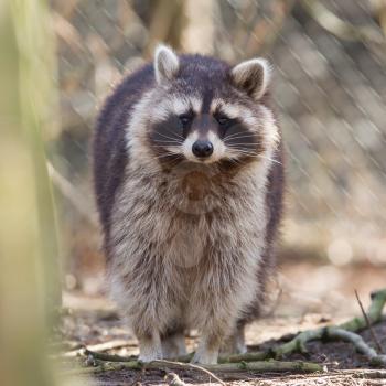 Curious racoon in captivity is staring into the lens