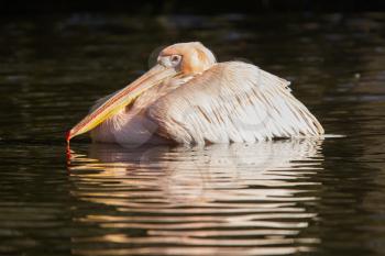 Pink pelican in the water, swimming in a pond