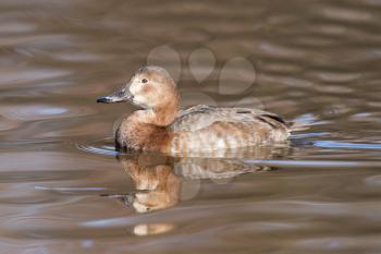 Gadwall (Anas strepera) swimming in the water