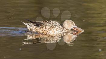 Northern Shoveler (Anas clypeata) is the water