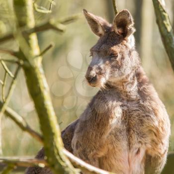 Close-up of an adult kangaroo in Holland