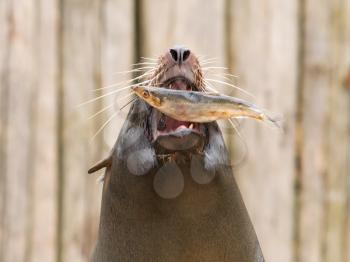 South American Sea Lion (Otaria flavescens) eating a fish