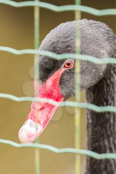 Black swan (Cygnus atratus) in captivity, Holland