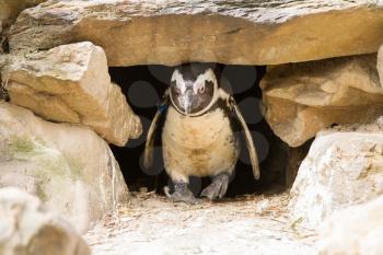 African penguin in it's nest in a zoo