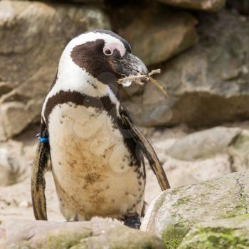 African penguin collecting nesting material in a zoo