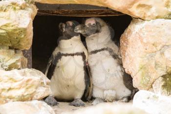 African penguins in it's nest in a zoo