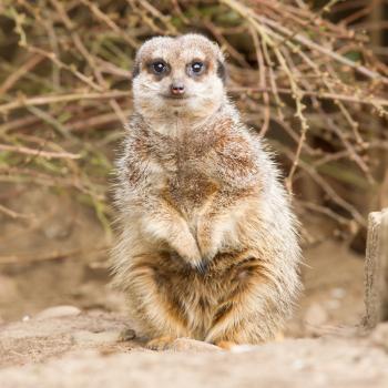 Suricate or meerkat (Suricata suricatta) standing on guard