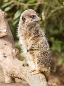 Suricate or meerkat (Suricata suricatta) standing on guard