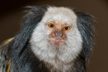 Four Geoffroy's Tufted-eared Marmoset in a dutch zoo
