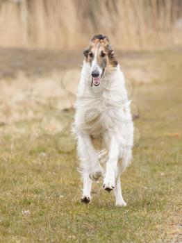 Large white dog running on grass, Holland