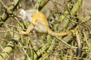 Squirrel Monkey (Saimiri boliviensis) in a tree