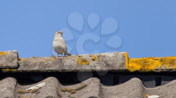 Single sparrow on top of a roof