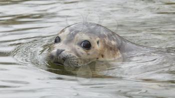 Young grey seal swimming in the water