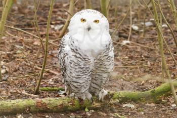 Snow owl with large claws sitting in the forrest