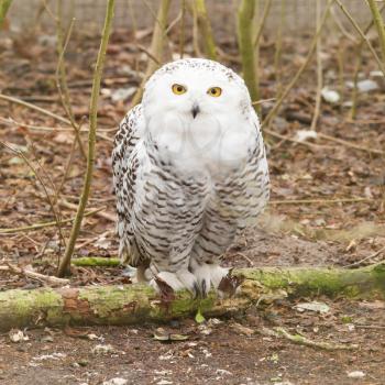 Snow owl with large claws sitting in the forrest