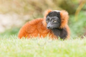 Red-bellied Lemur (Eulemur rubriventer) relaxing in the sun