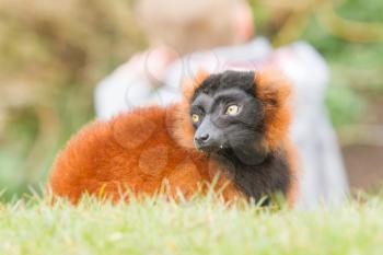 Red-bellied Lemur (Eulemur rubriventer) with a child on the background