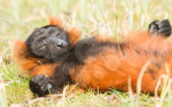 Red-bellied Lemur (Eulemur rubriventer) relaxing in the sun