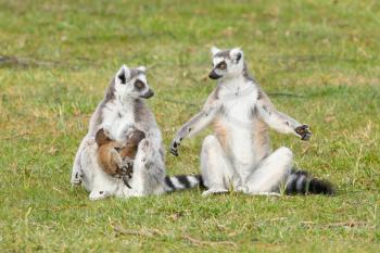 Ring-tailed lemur (Lemur catta) with youngsters on the grass