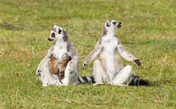 Ring-tailed lemur (Lemur catta) with youngsters on the grass