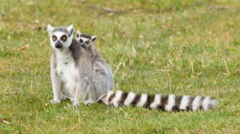 Ring-tailed lemur (Lemur catta) with a young on it's back