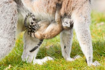 Ring-tailed lemur (Lemur catta) with a young on it's belly