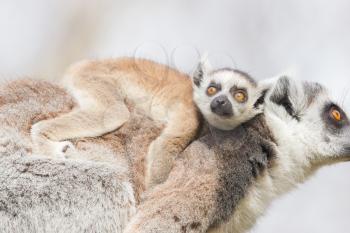 Ring-tailed lemur (Lemur catta) with a young on it's back