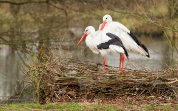 Pair of storks standing on their nest
