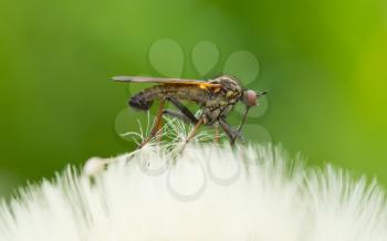 Ugly fly sitting on an hawkbit with a green background