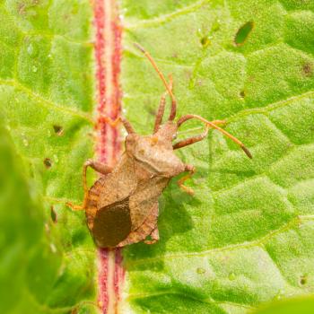 Oxalic bedbug walking on a green leaf