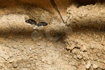 Barn swallow nest with nestlings, only eyes visible