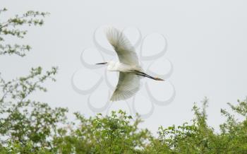 Egretta garzetta or small white heron, flying