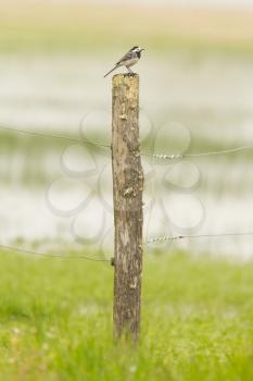 Small wagtail sitting on top of a weathered pole in a green meadow