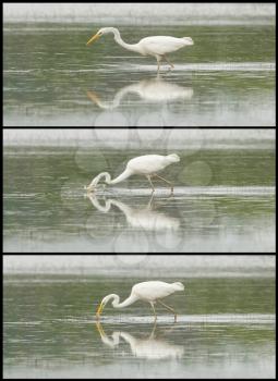 Great Egret / White Heron photo series, walking in a lake