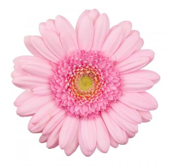 Pink gerbera flower isolated, macro, isolated on white