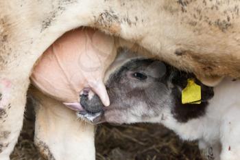 Young calf drinks milk from his mother