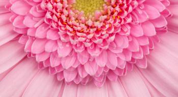 Close-up of a pink gerbera flower, isolated